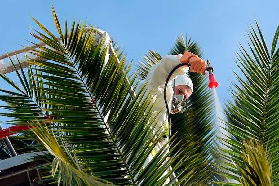 Fumigando palmera