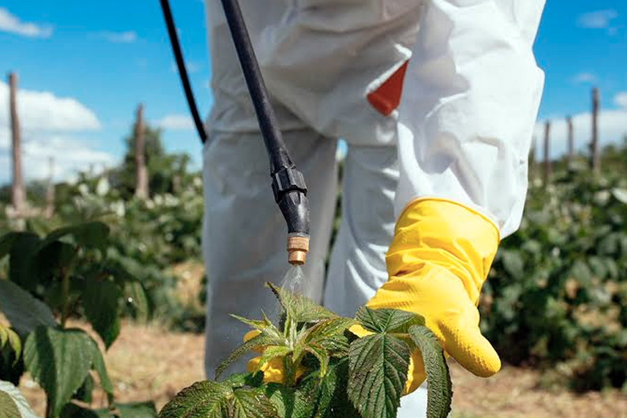 Fumigación cultivo